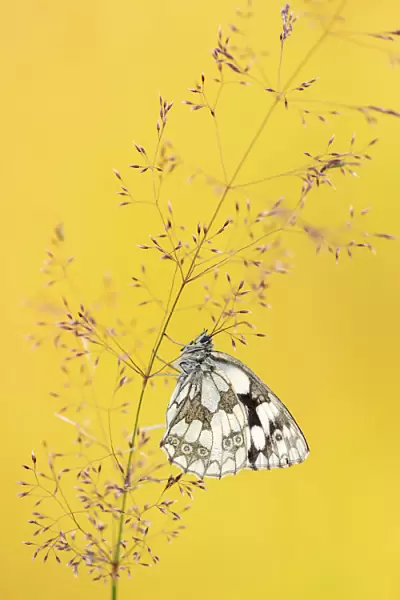 Marbled white butterfly (Melanargia galathea) resting among tall grasses and bathed in warm