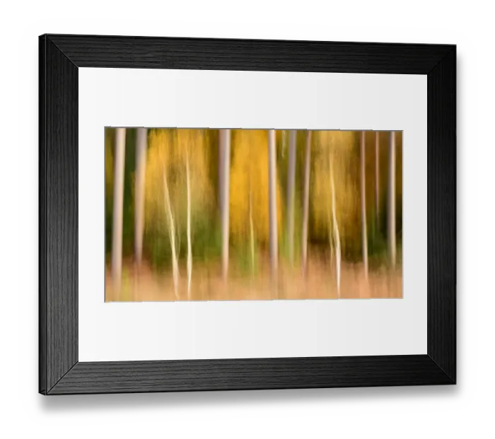 Framed Print : Silver birch (Betula pendula) and conifers creatively blurred using ICM (Intentional