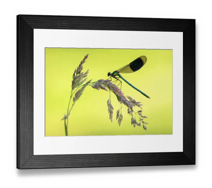 Framed Print : Banded demoiselle (Calopteryx splendens) male, resting on grass head, Lower Tamar Lakes, Cornwall, UK. June Framed Print : Banded demoiselle (Calopteryx splendens) male, resting on grass head, Lower Tamar Lakes, Cornwall, UK. June