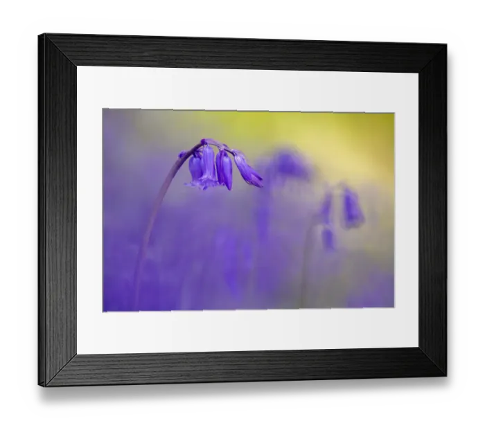 Framed Print : Bluebell (Hyacinthoides non-scripta) flowering in ancient woodland, Lanhydrock, Cornwall, UK Framed Print : Bluebell (Hyacinthoides non-scripta) flowering in ancient woodland, Lanhydrock, Cornwall, UK