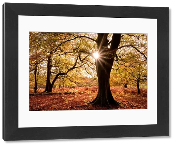 Autumnal beech trees ((Fagus sylvatica) at Bolderwood, The New Forest, Hampshire, UK. November