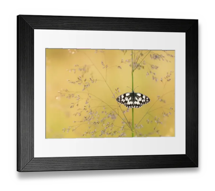 Framed Print : RF - Marbled white butterfly (Melanargia galathea) resting among tall grasses and bathed in warm, early morning sunlight, Volehouse Moor, Devon, UK. July Framed Print : RF - Marbled white butterfly (Melanargia galathea) resting among tall grasses and bathed in warm, early morning sunlight, Volehouse Moor, Devon, UK. July