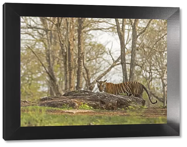 Tiger (Panthera tigris tigris) female with cub, Kabini, Nagarahole National Park