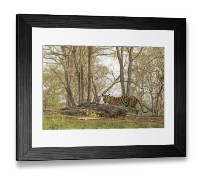 Framed Print : Tiger (Panthera tigris tigris) female with cub, Kabini, Nagarahole National Park Framed Print : Tiger (Panthera tigris tigris) female with cub, Kabini, Nagarahole National Park