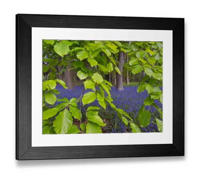 Framed Print : Bluebells (Hyacinthoides non-scripta) and Beech (Fagus sylvatica) leaves, England, UK, May Framed Print : Bluebells (Hyacinthoides non-scripta) and Beech (Fagus sylvatica) leaves, England, UK, May
