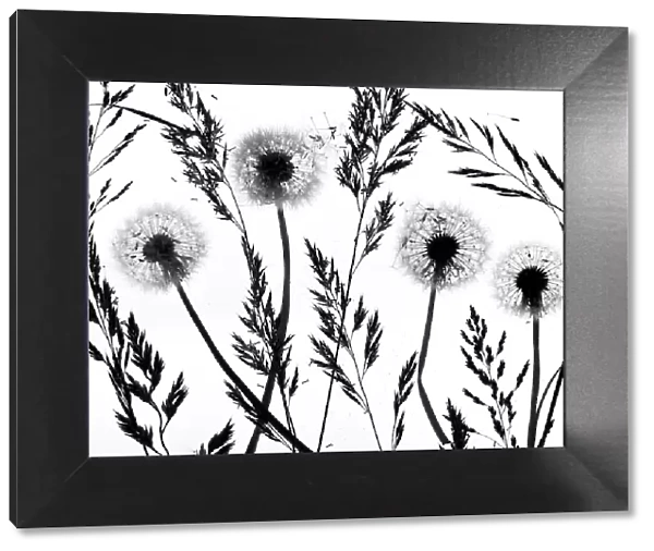 RF - Silhouettes of Dandelion (Taraxacum officinale) seed heads and grasses, England, UK