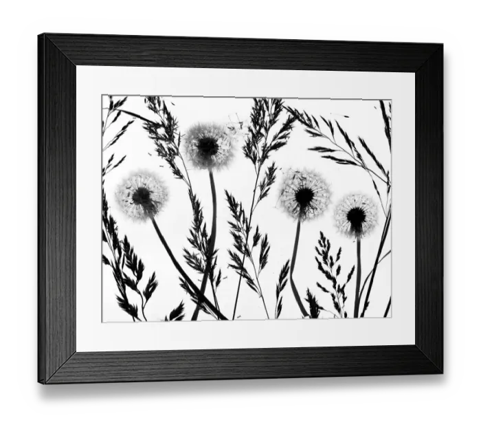 Framed Print : RF - Silhouettes of Dandelion (Taraxacum officinale) seed heads and grasses, England, UK Framed Print : RF - Silhouettes of Dandelion (Taraxacum officinale) seed heads and grasses, England, UK