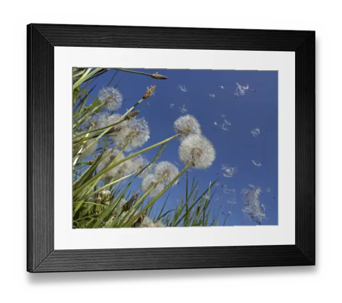 Framed Print : RF - Dandelion (Taraxacum officinale) seeds blowing in the wind, England, UK. May Framed Print : RF - Dandelion (Taraxacum officinale) seeds blowing in the wind, England, UK. May