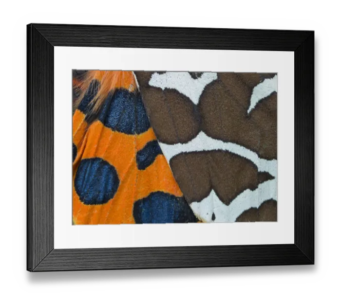 Framed Print : Garden tiger moth (Arctica caja) close up of patterns on wings, England, UK, July