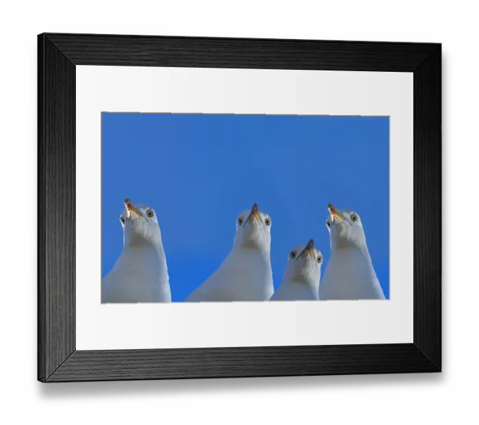 Framed Print : RF - Herring gull (Larus argentatus) with blue sky, England, UK, Digital composite Framed Print : RF - Herring gull (Larus argentatus) with blue sky, England, UK, Digital composite