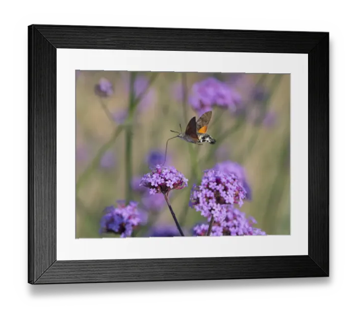 Framed Print : Hummingbird hawk moth (Macroglossum stellatarum) in flight feeding on Verbena flowers, England, UK Framed Print : Hummingbird hawk moth (Macroglossum stellatarum) in flight feeding on Verbena flowers, England, UK