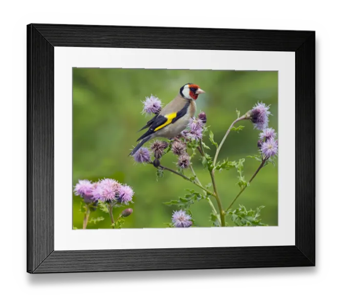 Framed Print : Goldfinch (Carduelis carduelis) feeding on Thistle flowers, , England Framed Print : Goldfinch (Carduelis carduelis) feeding on Thistle flowers, , England
