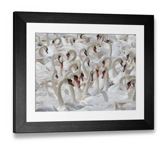 Framed Print : RF - Mute swans (Cygnus olor) flock of non breeding adults, Fleet lagoon Dorset, England, UK, June Framed Print : RF - Mute swans (Cygnus olor) flock of non breeding adults, Fleet lagoon Dorset, England, UK, June