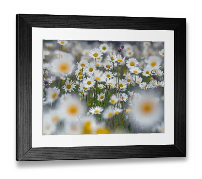 Framed Print : Ox-eye daises (Leucanthemum vulgare) in meadow, England, UK. June Framed Print : Ox-eye daises (Leucanthemum vulgare) in meadow, England, UK. June