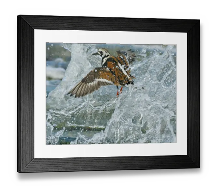 Framed Print : Turnstone (Arenaria interpres) in summer plumage, on Norfolk shoreline in breaking wave Framed Print : Turnstone (Arenaria interpres) in summer plumage, on Norfolk shoreline in breaking wave