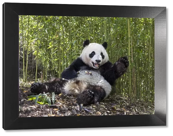 Giant panda (Ailuropoda melanoleuca) sitting with Bamboo in background. Shenshuping Panda Base