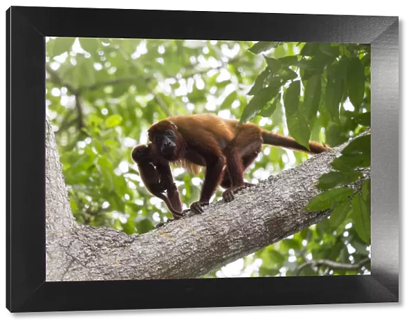 Colombian red howler monkey (Alouatta seniculus) mother and baby in tree. Northern Colombia