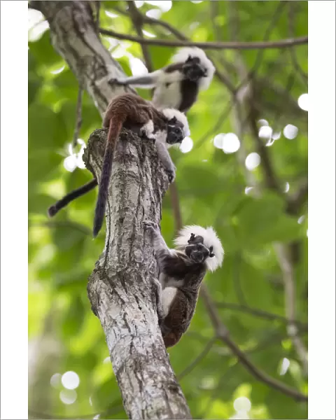 Cotton-top tamarin (Saguinus oedipus), three climbing tree. Northern Colombia