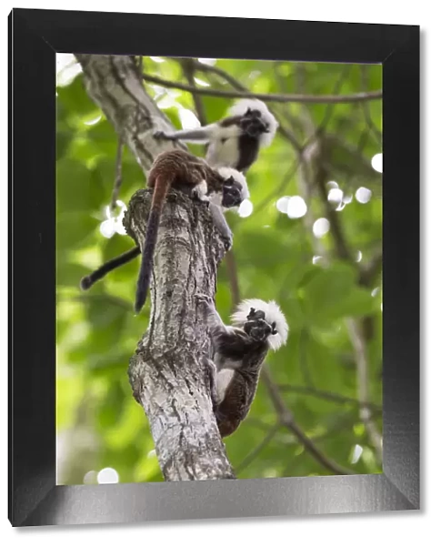 Cotton-top tamarin (Saguinus oedipus), three climbing tree. Northern Colombia