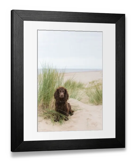 Framed Print : Chocolate working cocker spaniel amongst sand dunes. Formby, Merseyside, UK Framed Print : Chocolate working cocker spaniel amongst sand dunes. Formby, Merseyside, UK
