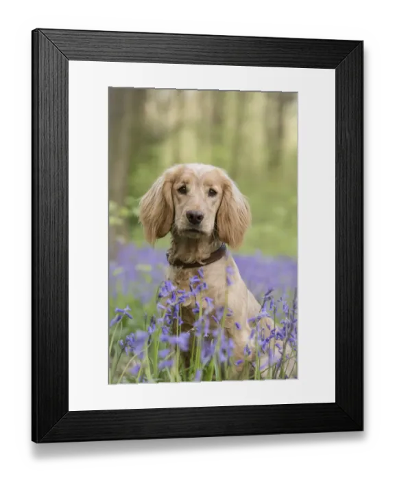 Framed Print : Golden working cocker spaniel puppy amongst bluebells in beech woodland, Micheldever Woods Framed Print : Golden working cocker spaniel puppy amongst bluebells in beech woodland, Micheldever Woods