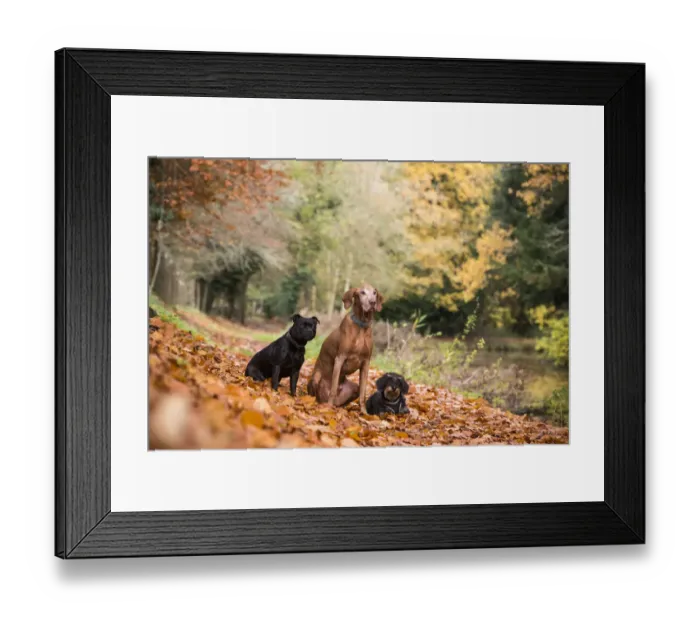 Framed Print : Wirehaired daschund, Staffordshire bull terrier and Hungarian viszla in autumn colours