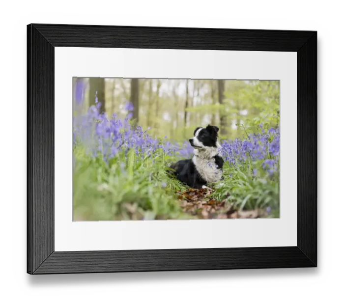 Framed Print : Black and white Border Collie lying alert amongst bluebells, in beech woods, Micheldever Woods Framed Print : Black and white Border Collie lying alert amongst bluebells, in beech woods, Micheldever Woods