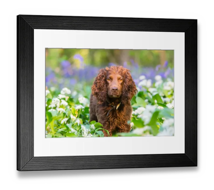 Framed Print : Working cocker spaniel amongst Ramsons and Bluebells (Hyacinthoides non-scripta), Gopher Wood SSSI Framed Print : Working cocker spaniel amongst Ramsons and Bluebells (Hyacinthoides non-scripta), Gopher Wood SSSI