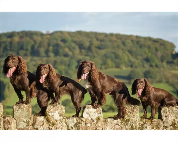 Four chocolate working cocker spaniels on wall. Mother and offspring. Monmouth, Monmouthshire