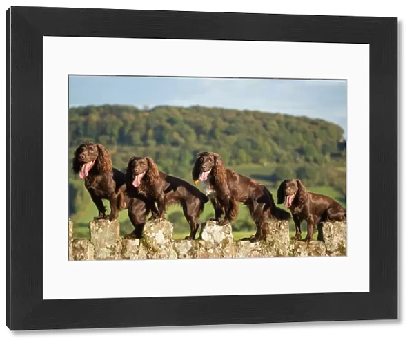 Four chocolate working cocker spaniels on wall. Mother and offspring. Monmouth, Monmouthshire