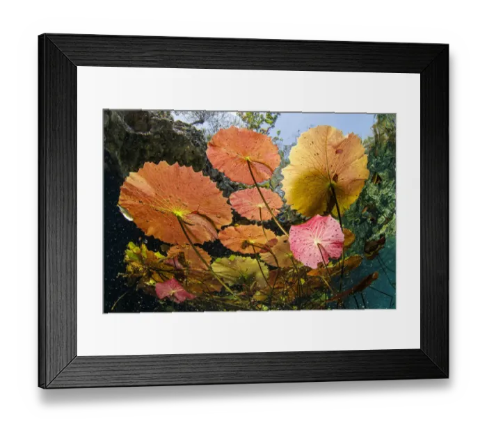 Framed Print : Water lilies at the surface in Cenote Nicte-Ha, Tulum, Quintana Roo, Yucatan Peninsula, Mexico Framed Print : Water lilies at the surface in Cenote Nicte-Ha, Tulum, Quintana Roo, Yucatan Peninsula, Mexico