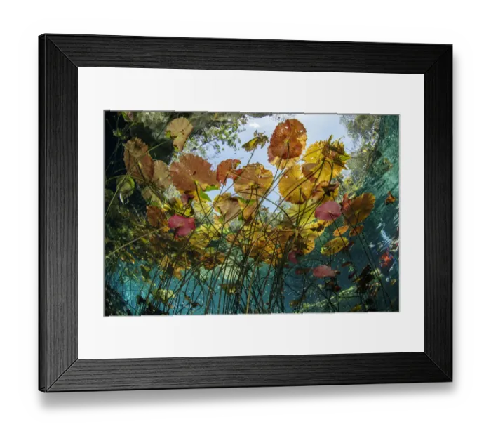 Framed Print : Water lilies at the surface in Cenote Nicte-Ha, Tulum, Quintana Roo, Yucatan Peninsula, Mexico Framed Print : Water lilies at the surface in Cenote Nicte-Ha, Tulum, Quintana Roo, Yucatan Peninsula, Mexico