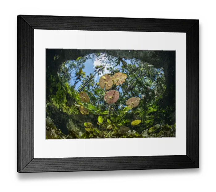 Framed Print : Water lilies at the surface in Cenote Nicte-Ha, Tulum, Quintana Roo, Yucatan Peninsula, Mexico Framed Print : Water lilies at the surface in Cenote Nicte-Ha, Tulum, Quintana Roo, Yucatan Peninsula, Mexico