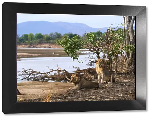 Coalition of two African male lions (Panthera leo) resting on the banks of the Luangwa river