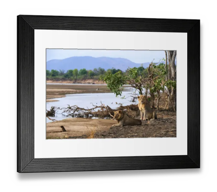 Framed Print : Coalition of two African male lions (Panthera leo) resting on the banks of the Luangwa river Framed Print : Coalition of two African male lions (Panthera leo) resting on the banks of the Luangwa river