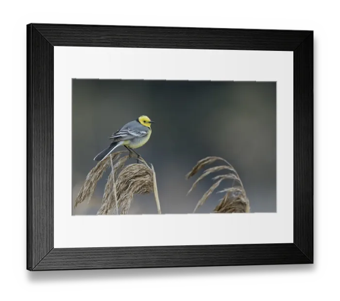 Framed Print : Citrine wagtail (Motacilla citreola) male perched on Reed. Latvia. April Framed Print : Citrine wagtail (Motacilla citreola) male perched on Reed. Latvia. April