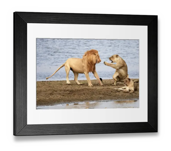 Framed Print : Lioness (Panthera leo), aggressively rebuffing male lion banks of the Luangwa river Framed Print : Lioness (Panthera leo), aggressively rebuffing male lion banks of the Luangwa river