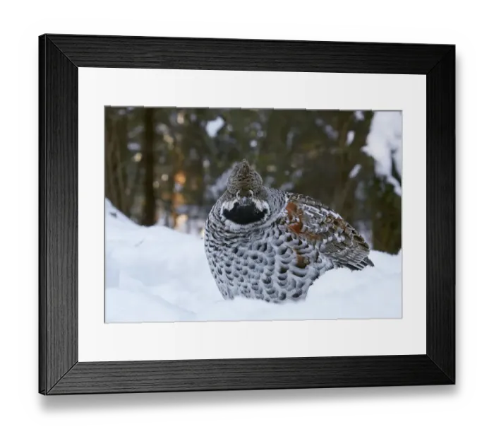 Framed Print : Hazel grouse (Tetrastes bonasia) standing in snow at forest edge. Helsinki, Finland Framed Print : Hazel grouse (Tetrastes bonasia) standing in snow at forest edge. Helsinki, Finland