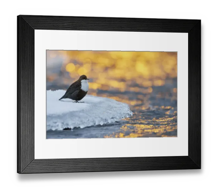 Framed Print : Dipper (Cinclus cinclus) standing on ice at waters edge, at sunset Framed Print : Dipper (Cinclus cinclus) standing on ice at waters edge, at sunset