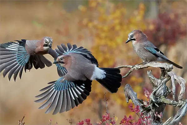 Jay (Garrulus glandarius), two fighting in mid-air with another observing. Norway. October