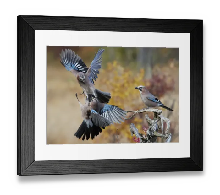 Framed Print : Jay (Garrulus glandarius), two fighting in mid-air with another observing. Norway Framed Print : Jay (Garrulus glandarius), two fighting in mid-air with another observing. Norway