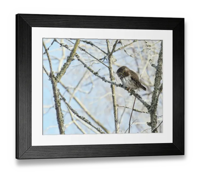 Framed Print : Pygmy owl (Glaucidium passerinum) perched in lichen covered tree. Helsinki, Finland Framed Print : Pygmy owl (Glaucidium passerinum) perched in lichen covered tree. Helsinki, Finland