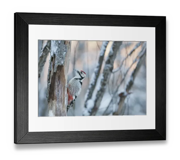 Framed Print : White-backed woodpecker (Dendrocopos leucotos) male on tree trunk. Oulu, Finland. January Framed Print : White-backed woodpecker (Dendrocopos leucotos) male on tree trunk. Oulu, Finland. January