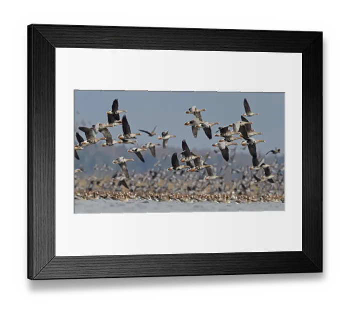 Framed Print : White-fronted goose (Anser albifrons) and Taiga bean goose (Anser fabalis rossicus) Framed Print : White-fronted goose (Anser albifrons) and Taiga bean goose (Anser fabalis rossicus)