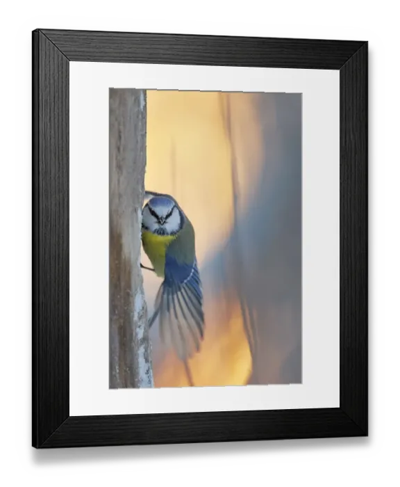 Framed Print : Blue tit (Parus caeruleus) perched on tree trunk, looking at camera with wing stretched Framed Print : Blue tit (Parus caeruleus) perched on tree trunk, looking at camera with wing stretched