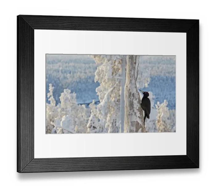 Framed Print : Black woodpecker (Dryocopus martius) male perched on tree trunk, trees covered in hoar frost Framed Print : Black woodpecker (Dryocopus martius) male perched on tree trunk, trees covered in hoar frost