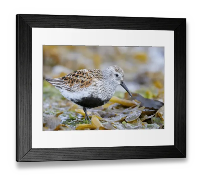 Framed Print : Dunlin (Calidris alpina) portrait. Vardo, Finnmark, Norway. May Framed Print : Dunlin (Calidris alpina) portrait. Vardo, Finnmark, Norway. May