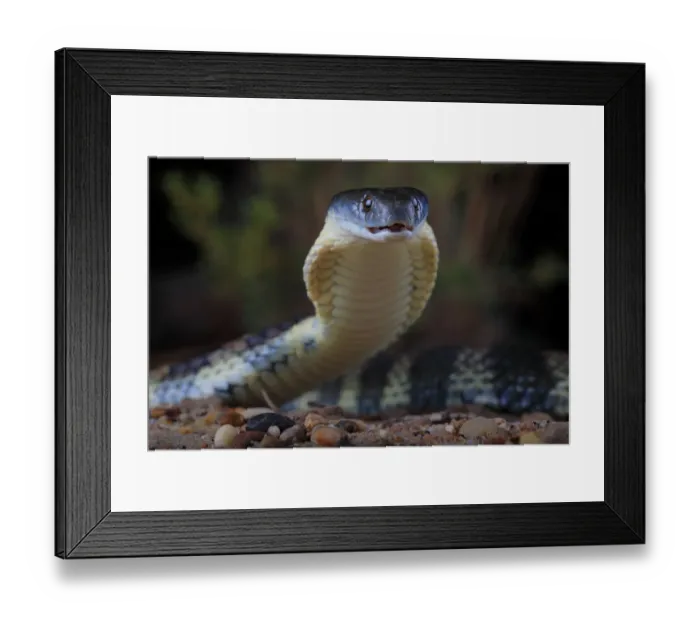 Framed Print : Eastern tiger snake (Notechis scutatus) female, Yarra River corridor in suburban Melbourne Framed Print : Eastern tiger snake (Notechis scutatus) female, Yarra River corridor in suburban Melbourne