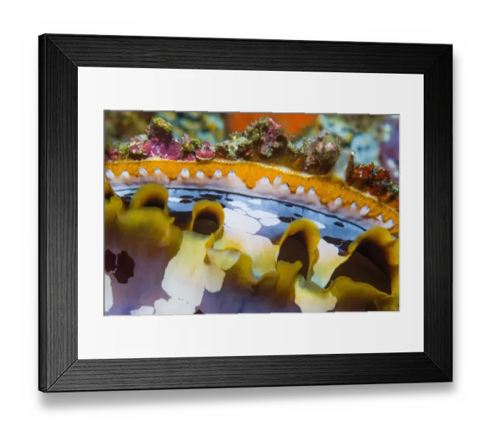 Framed Print : Mantel of Spiny oyster (Spondylus varius). Indonesia. Indo-West Pacific Framed Print : Mantel of Spiny oyster (Spondylus varius). Indonesia. Indo-West Pacific