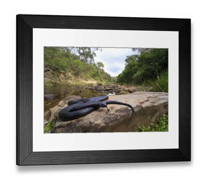 Framed Print : Red-bellied Blacksnake (Pseudechis porphyriacus) basking on rock, Lerderderg Gorge Framed Print : Red-bellied Blacksnake (Pseudechis porphyriacus) basking on rock, Lerderderg Gorge